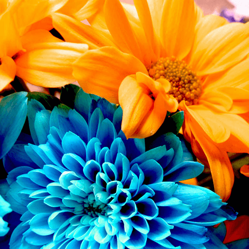 imagen de flores con colores complementarios